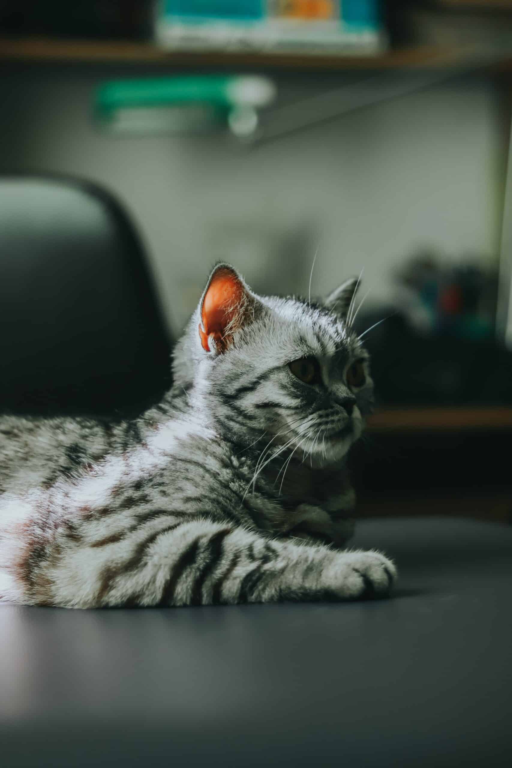 Let'S Get To Know The American Shorthair Enigma 