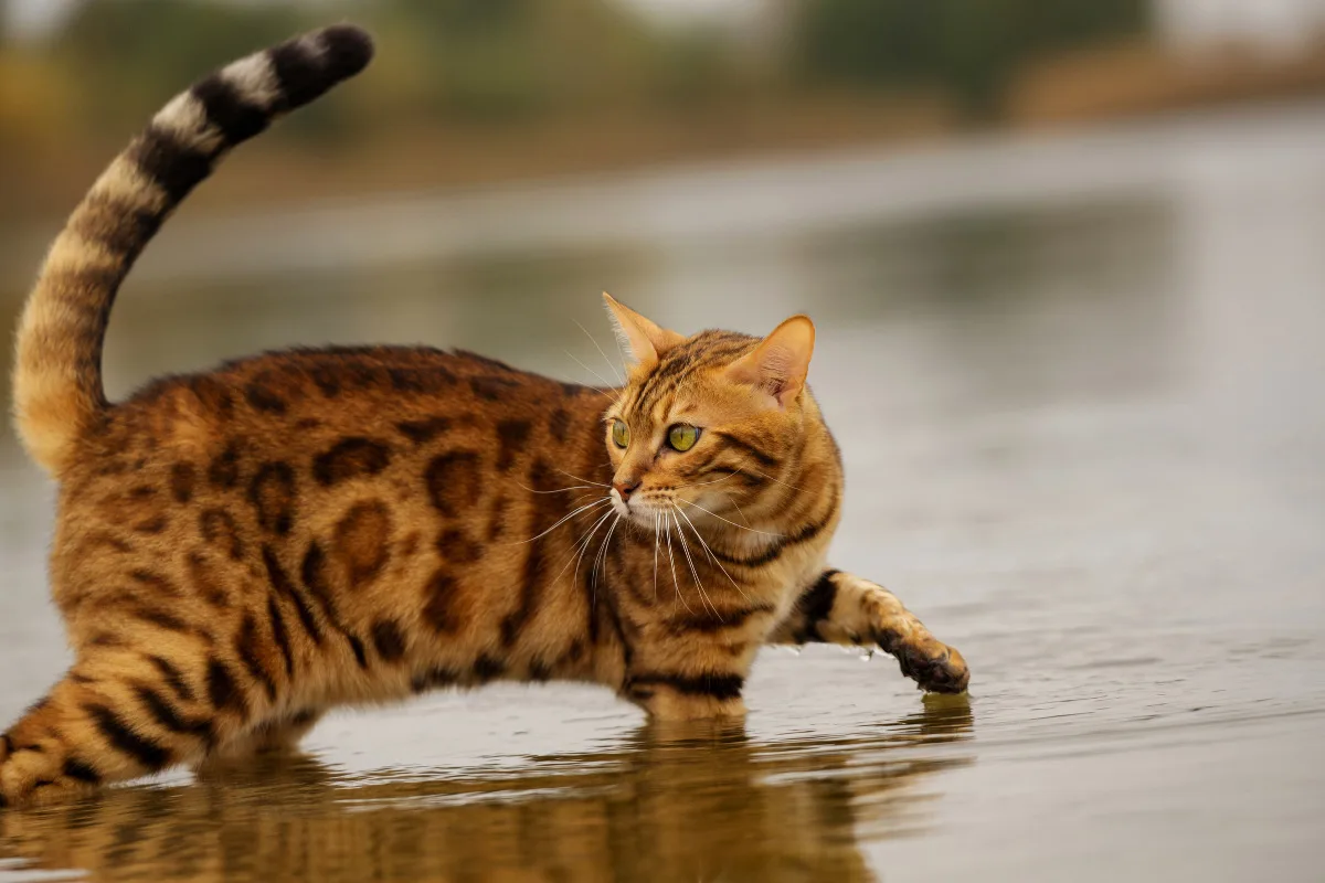 These Cat Breeds Actually Like Swimming In Water Story 