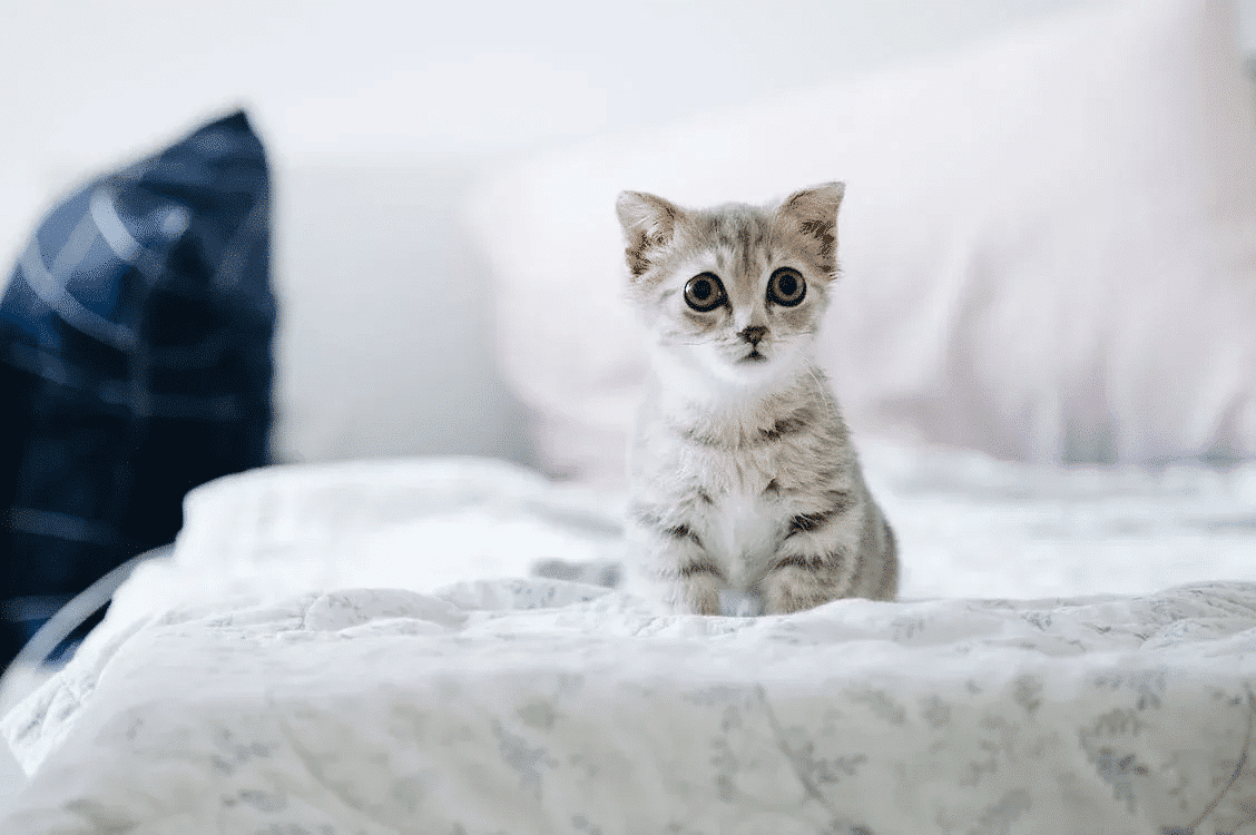 Smallest Cat In The World 