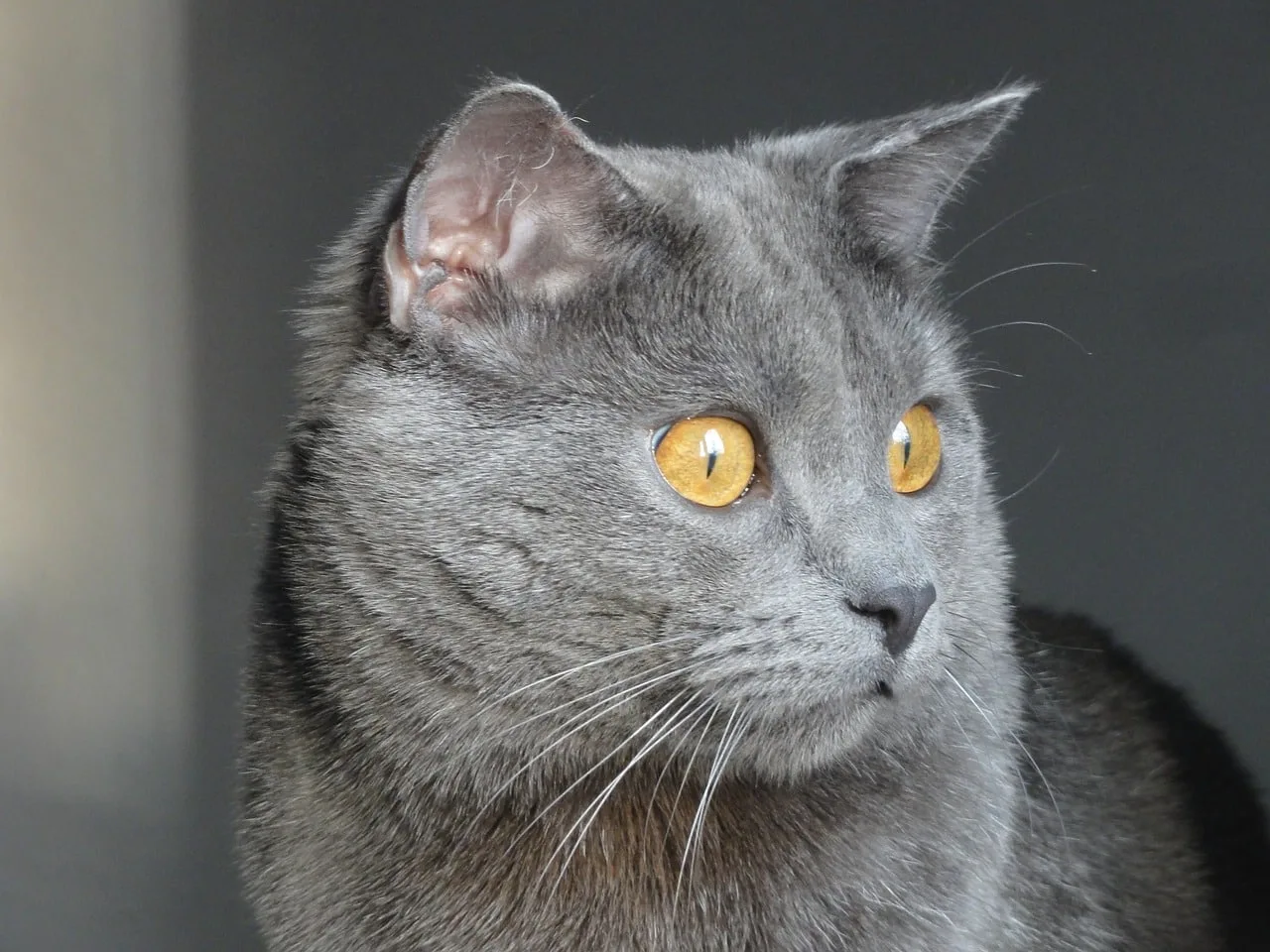 Loyal And Loving: The Chartreux Cat 