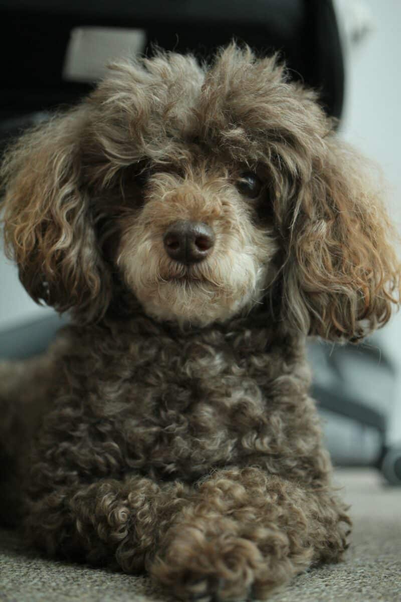 Toy Poodle: An Adorable Little Being 