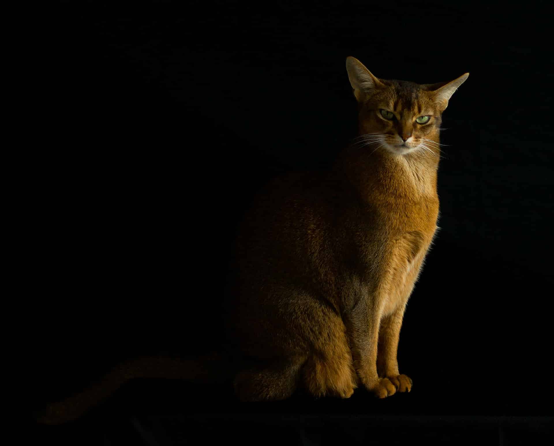 Discover The Abyssinian Cat 