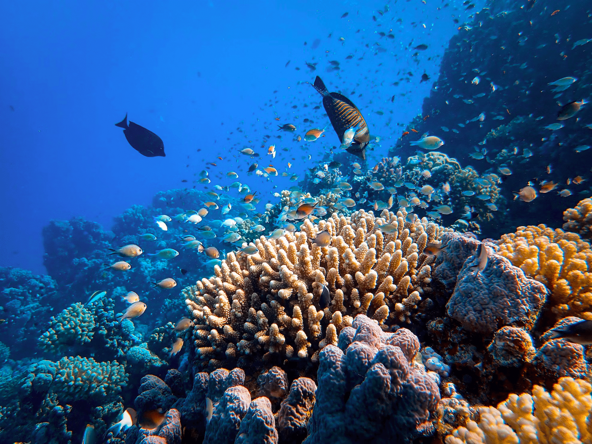 Most Expansive Coral Reef Ecosystem 