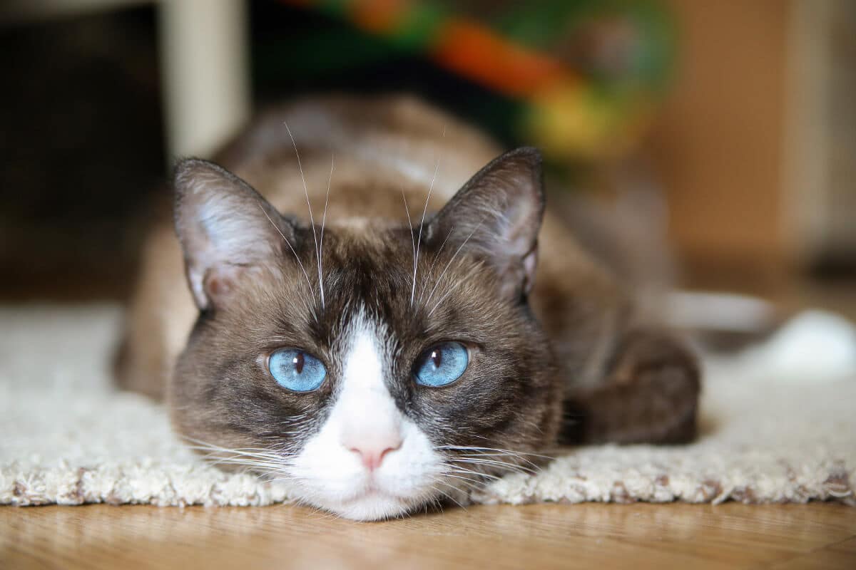11 Blue Eyed Cat Breeds You Won’T Be Able To Resist Story 