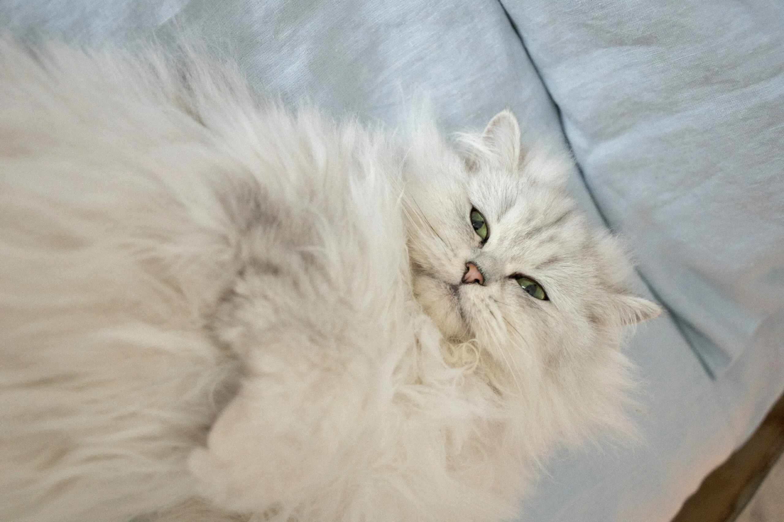 The Enigmatic Persian Cat 