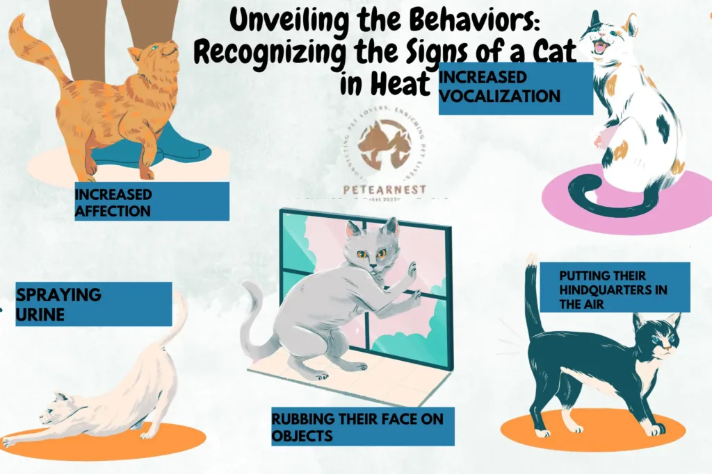 How Long Are Cats in Heat?