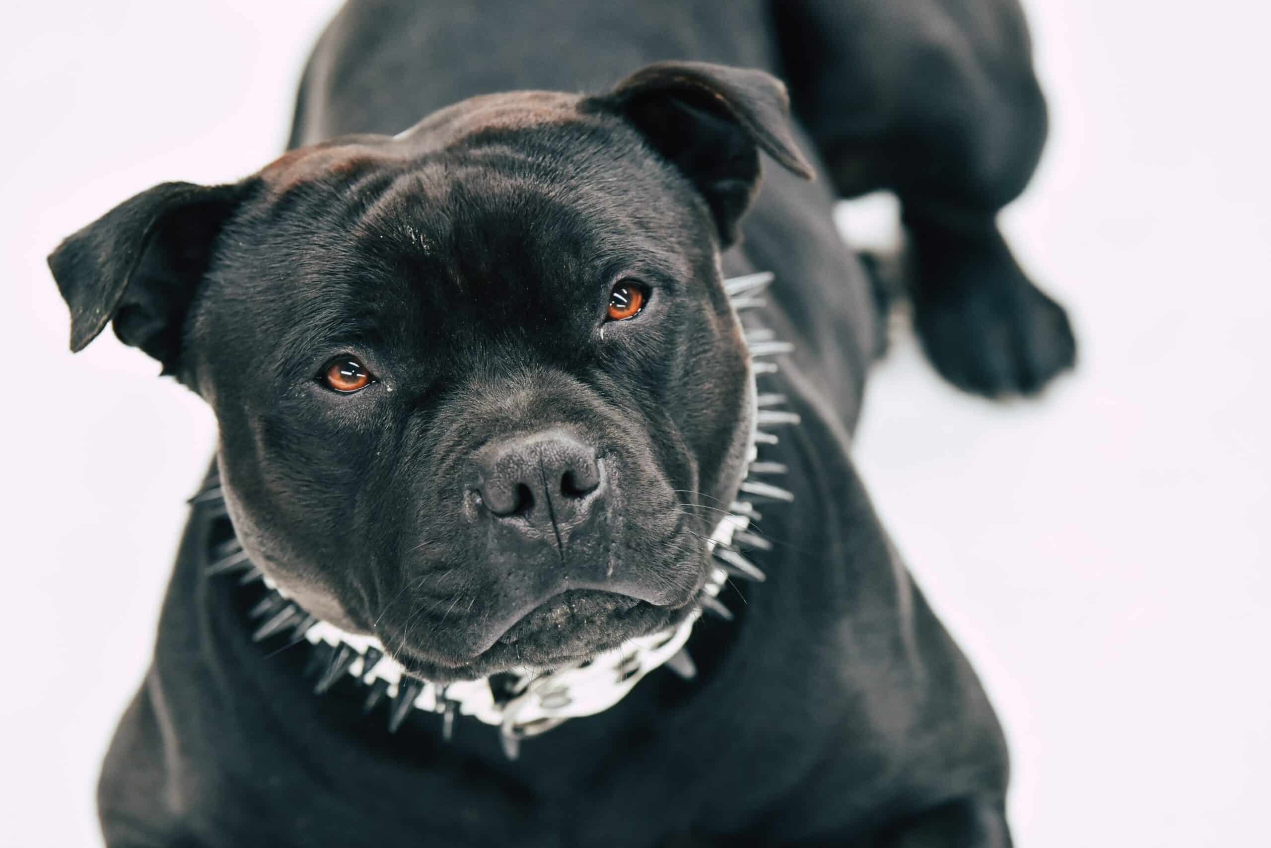 The Most Dangerous Dog Breeds 