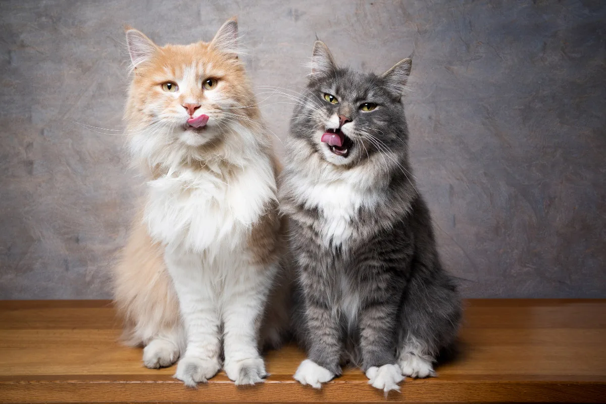 American Vs. European Maine Coon: Is There A Difference? Story 