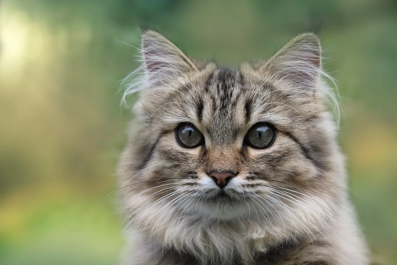 Fluffy And Fantastic: The Norwegian Forest Cat 