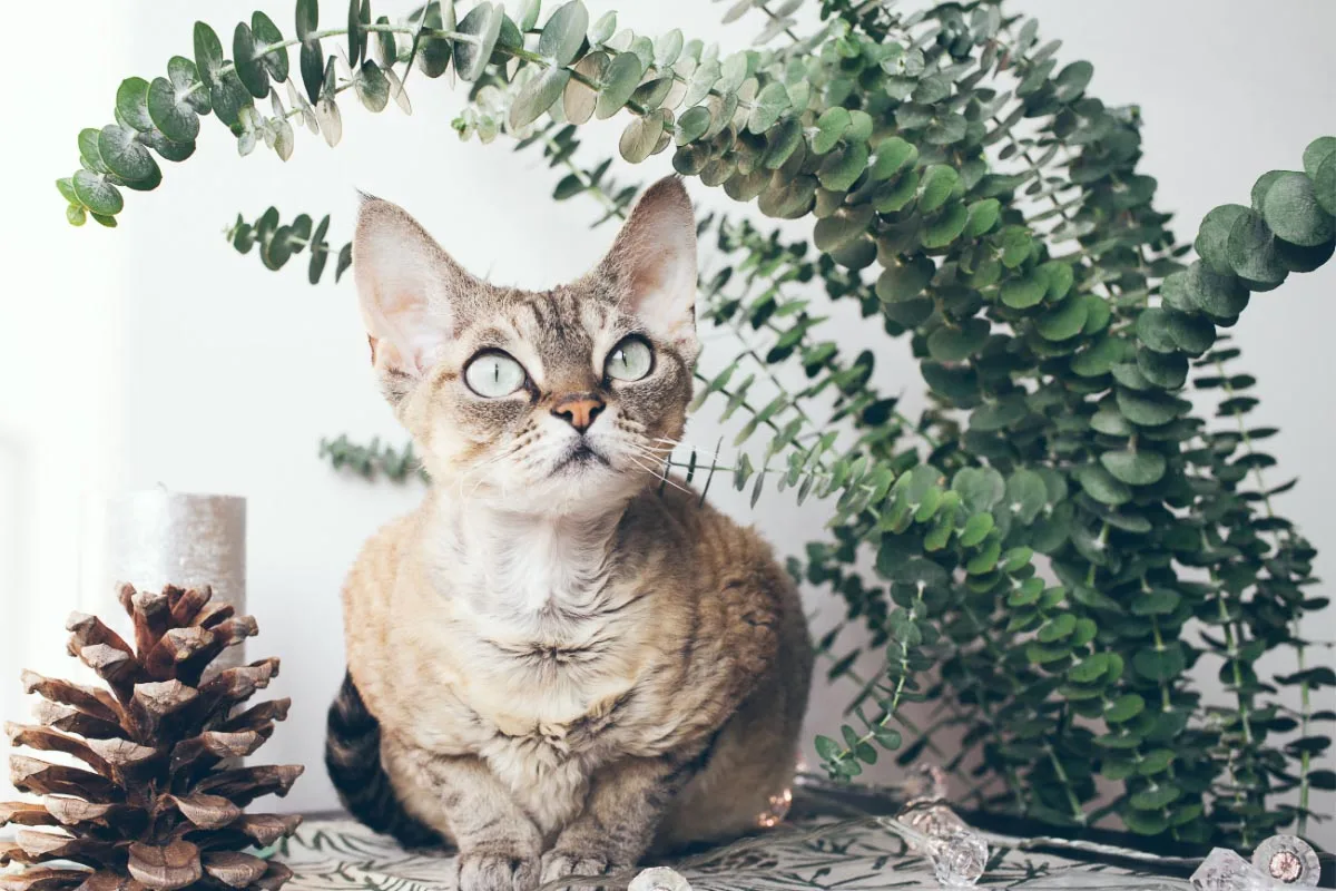 How To Keep Cats Away From Plants Story 
