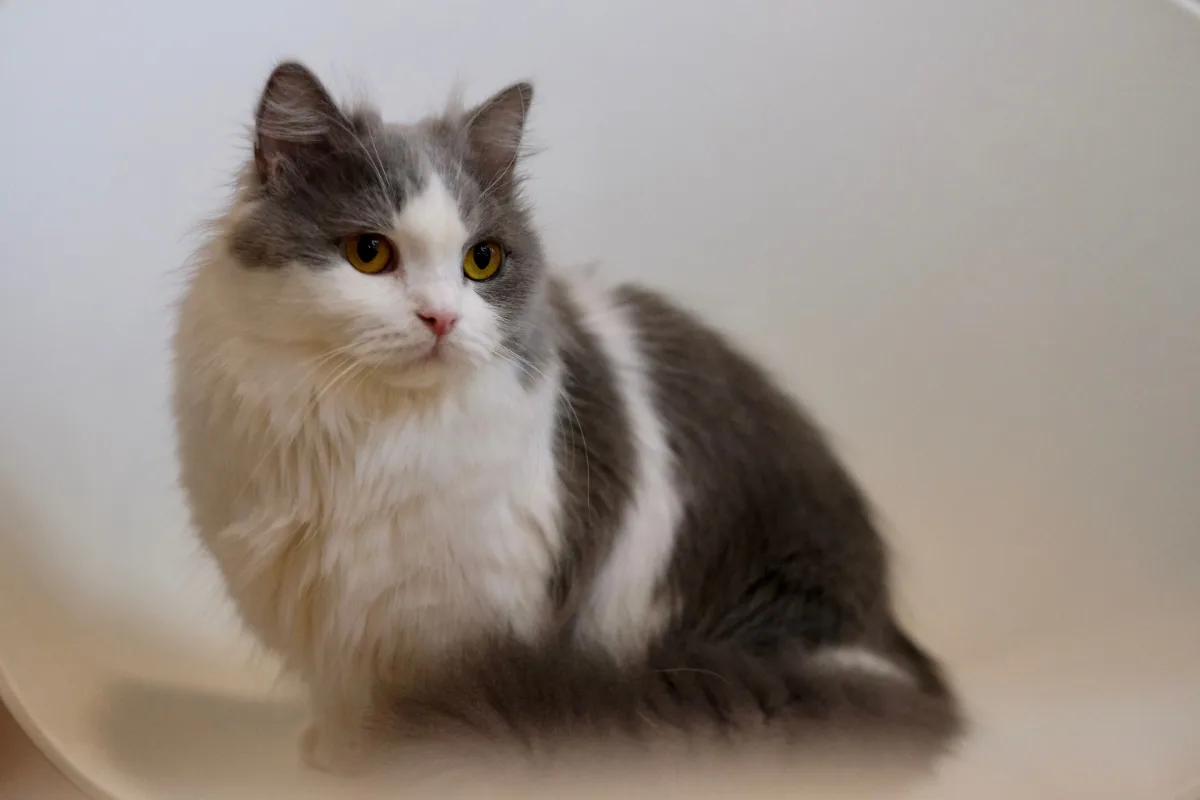 Napoleon Cat: 13 Things You Need To Know About The Cute Minuet Cat Story 