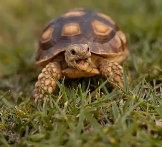 Can Tortoises Eat Radishes?