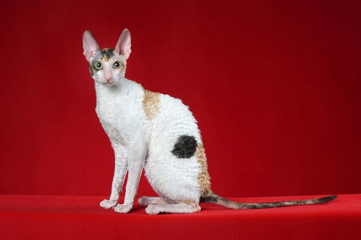 16 Unusual Cat Breeds You Might Not Know About Story 