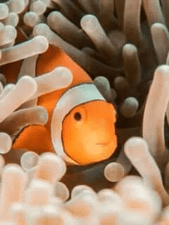 Top 10 Cutest Fish In The World 