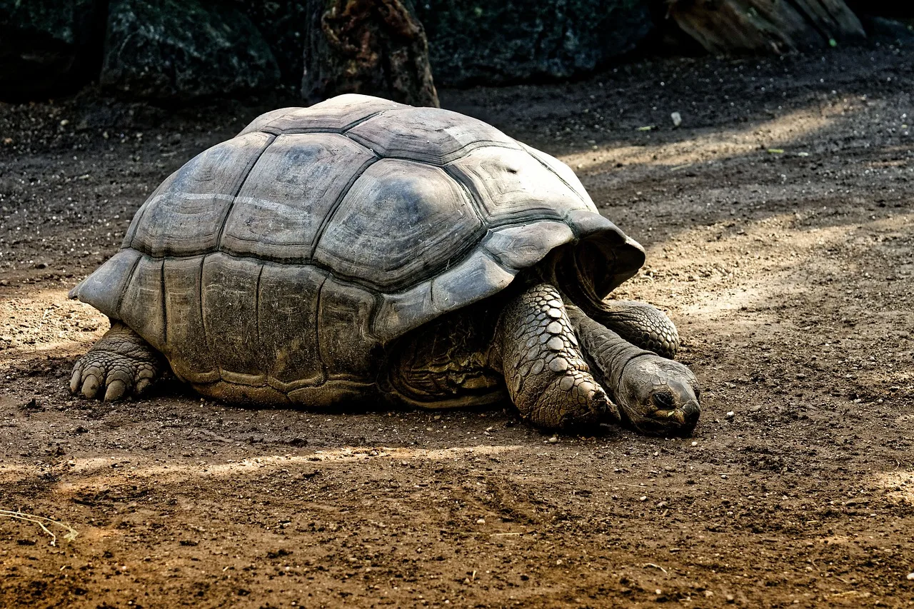 Why The Giant Tortoise Is The World'S Longest Living Species Of Turtle 