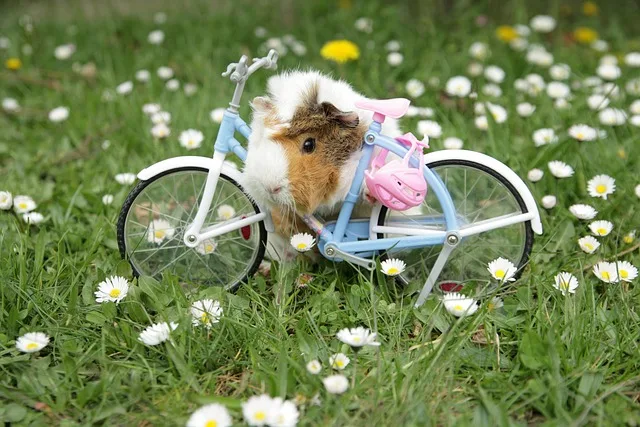 Can Guinea Pigs Eat Daisies?