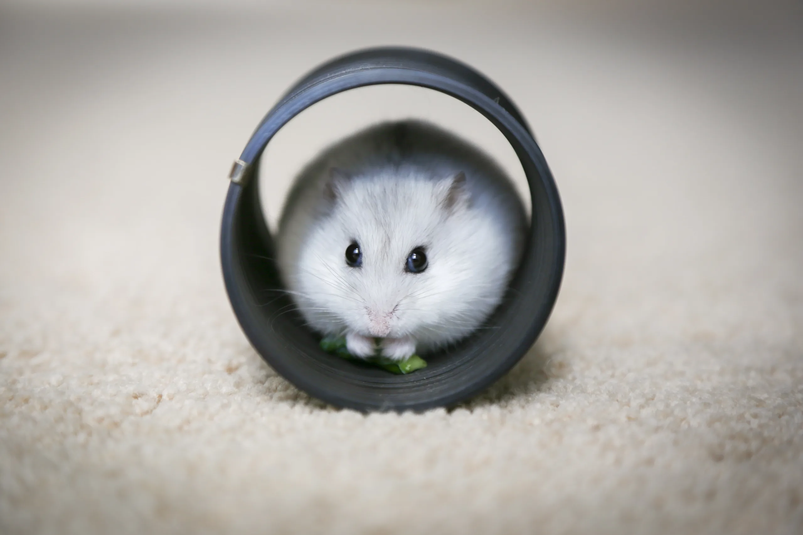 How To Enrich Your Hamster'S Home 