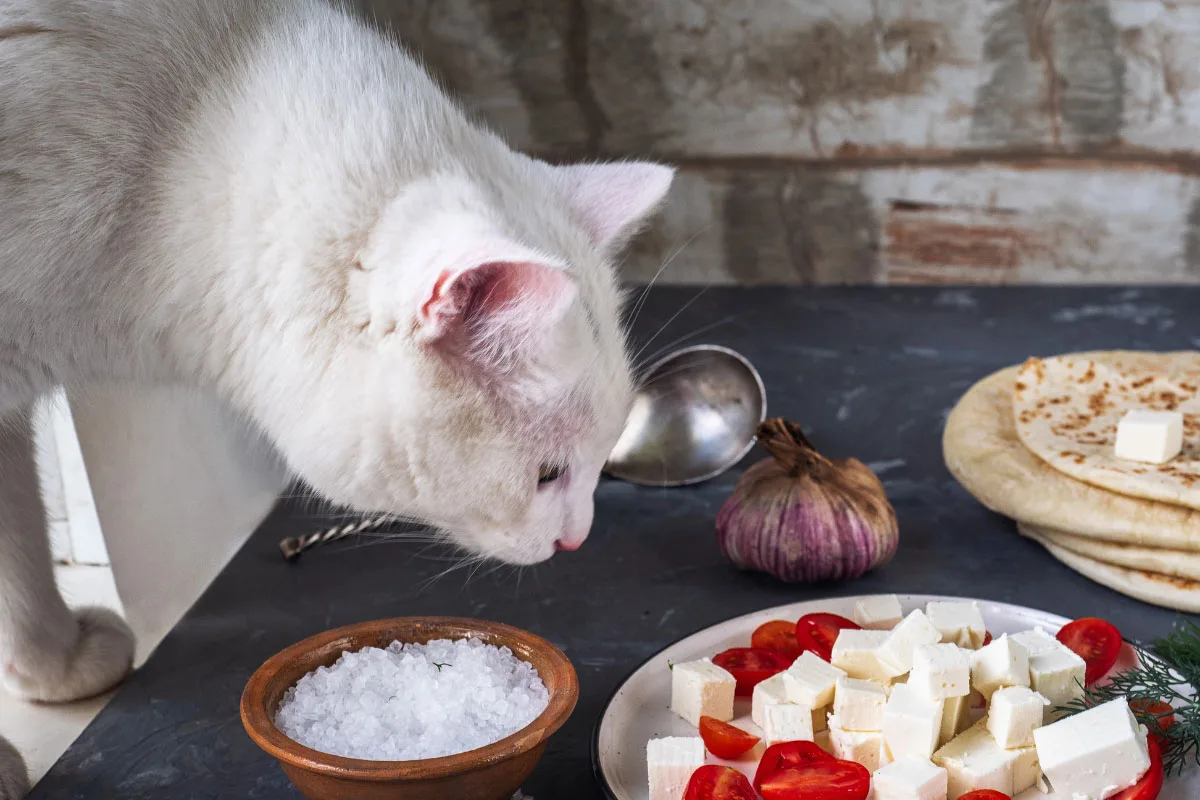 Is Cheese Safe For Cats? Story 