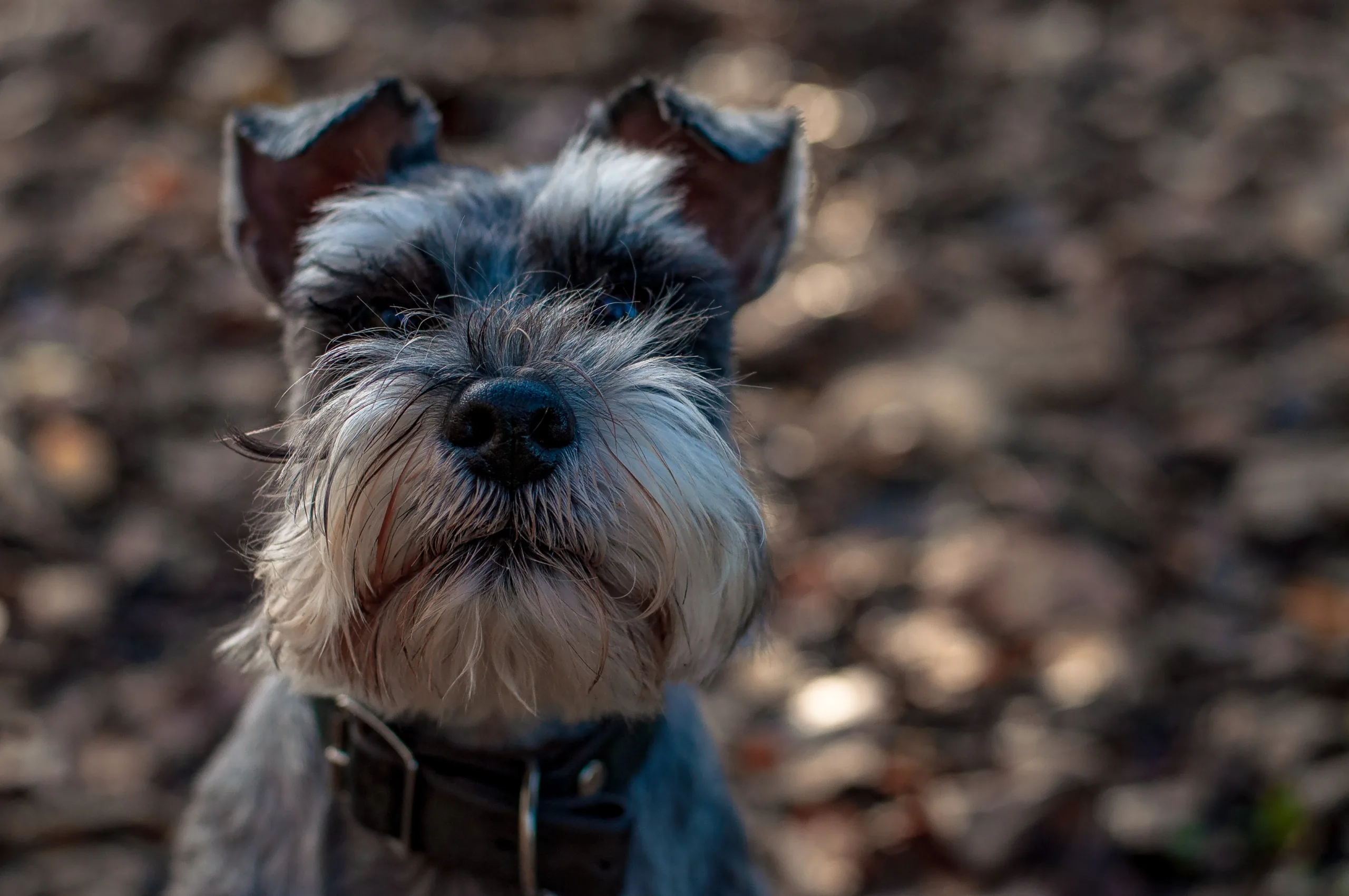 All About The Miniature Schnauzer 