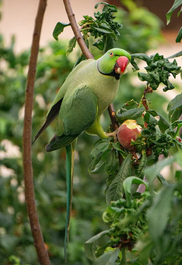 Can Parrots Eat Raspberries?