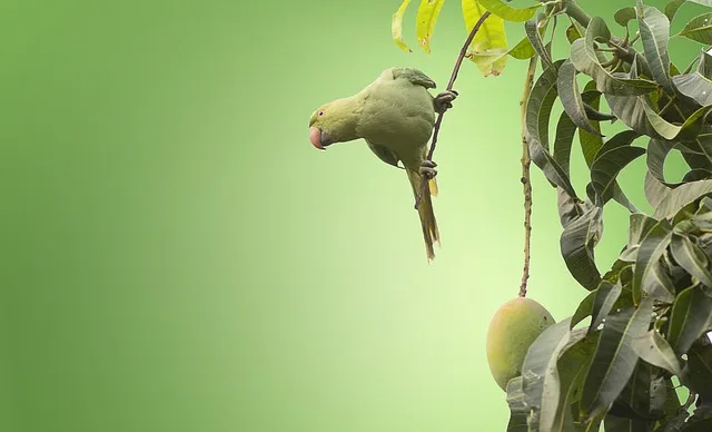 Can Parakeets Eat Mango?