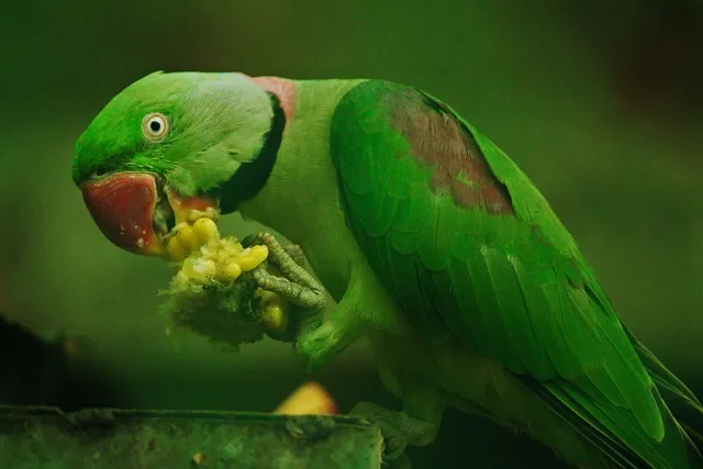 Can Parrots Eat Bell Peppers?
