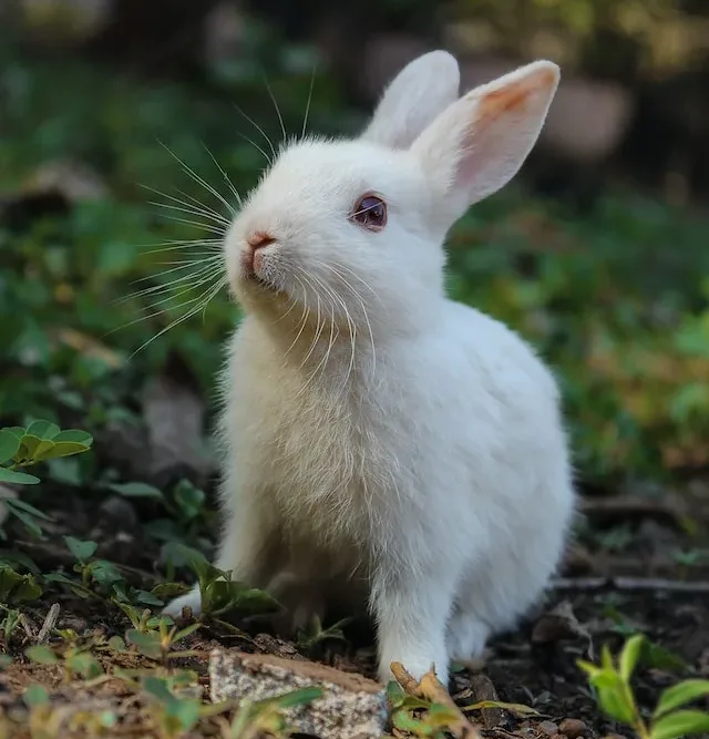 Do Rabbits Eat Carrots?