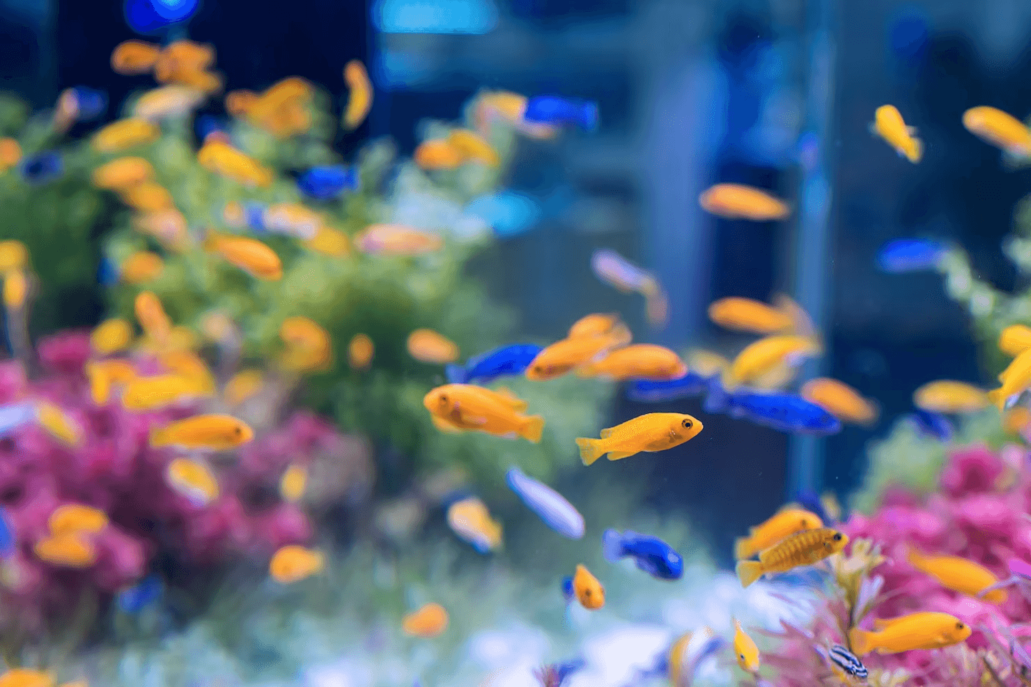aquarium with orange blue fish 1137 259 1