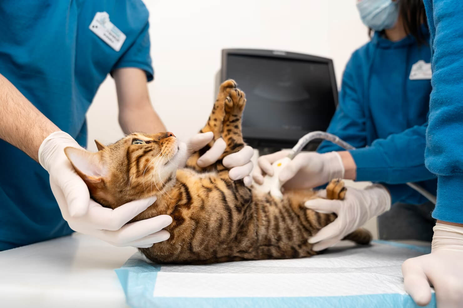 close up doctor checking cat s belly 23 2149304292 1