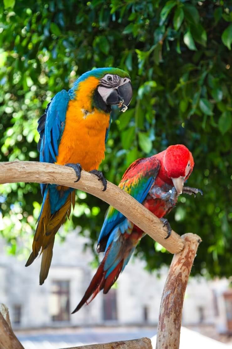 closeup colorful parrots rhodes greece 181624 46844 1