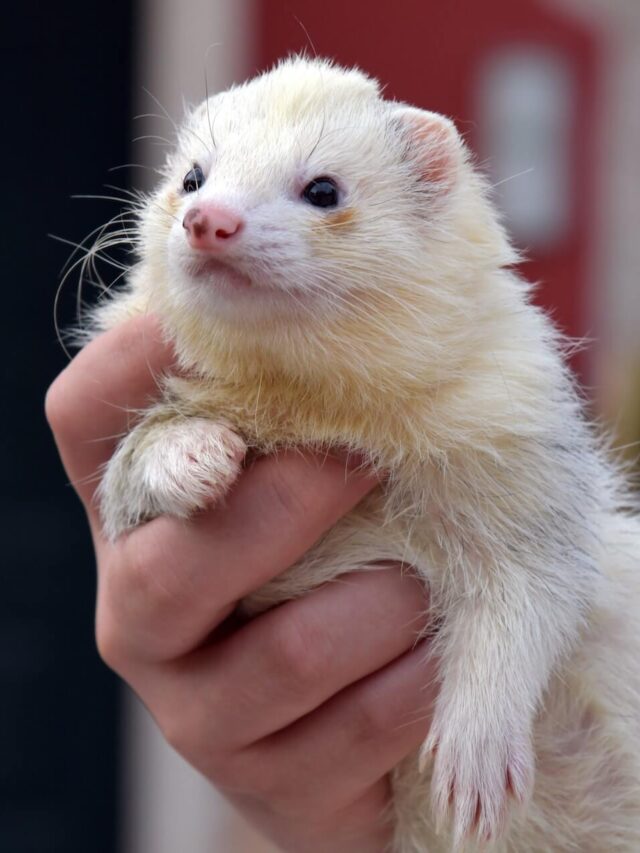 Essential Tips for Feeding Your Ferret: Meeting Nutrition Requirements with Ease