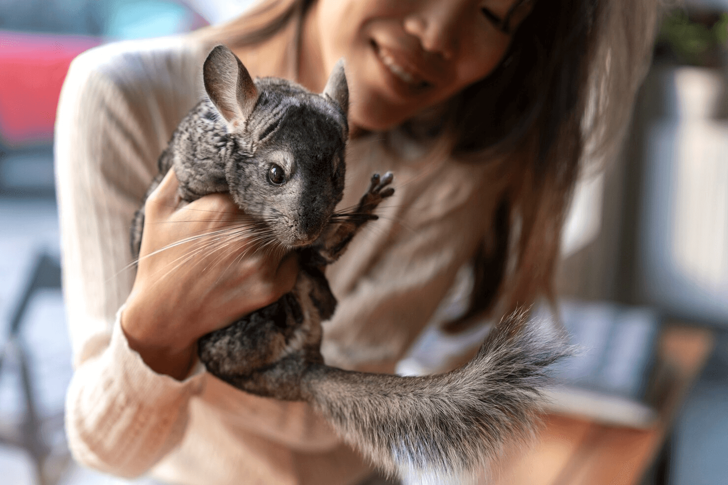 front view woman with cute chinchilla 23 2150209162 1