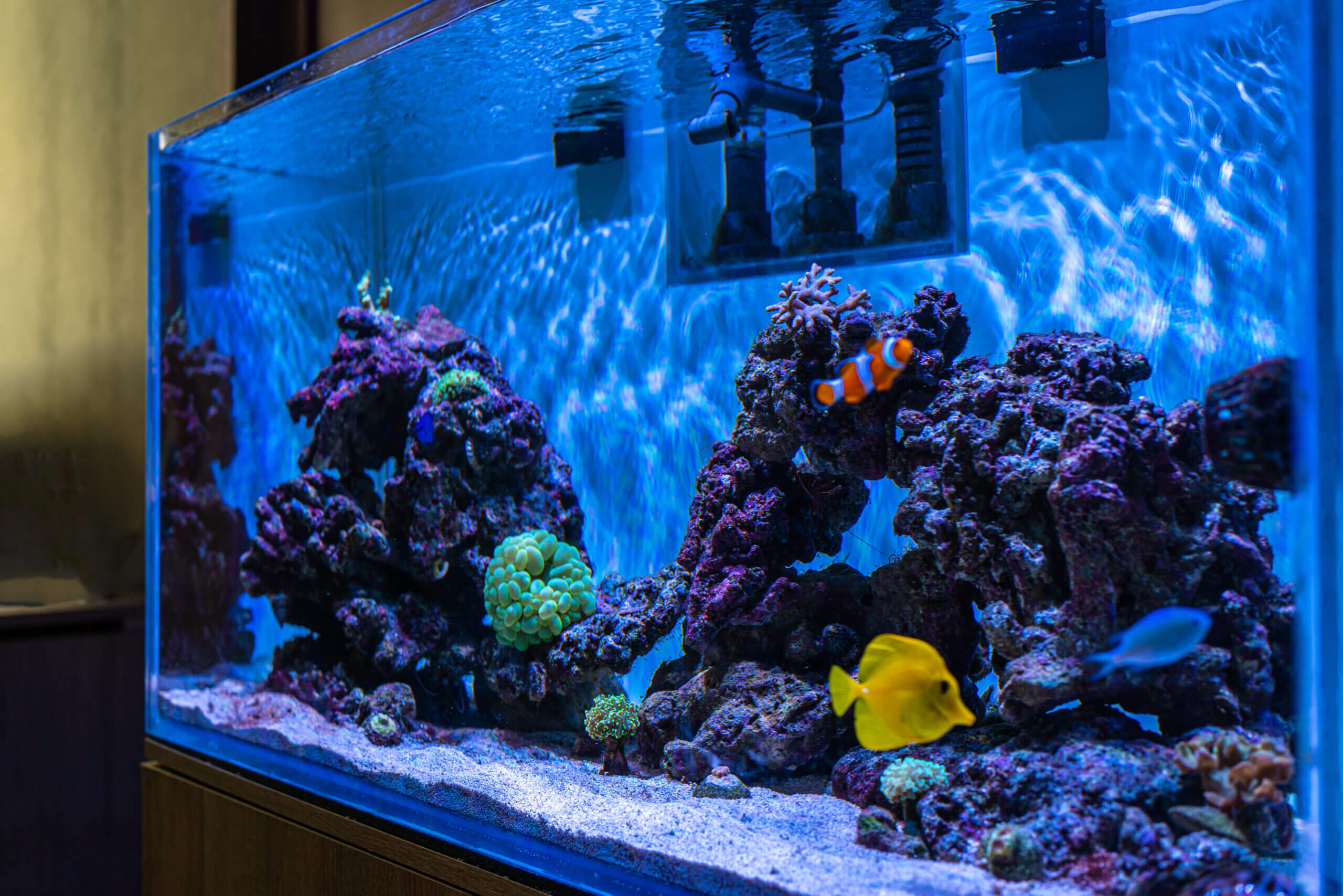 marine aquarium coral aquarium scaled 1