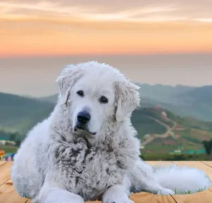 big white fluffy dog breeds- 