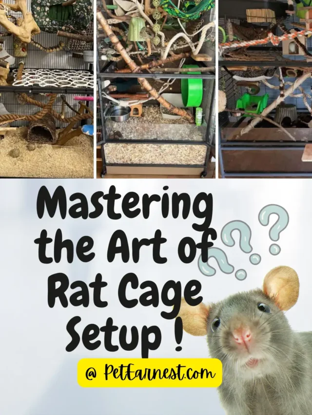Rat Cage Setup: Transform Your Furry Friend’s World!
