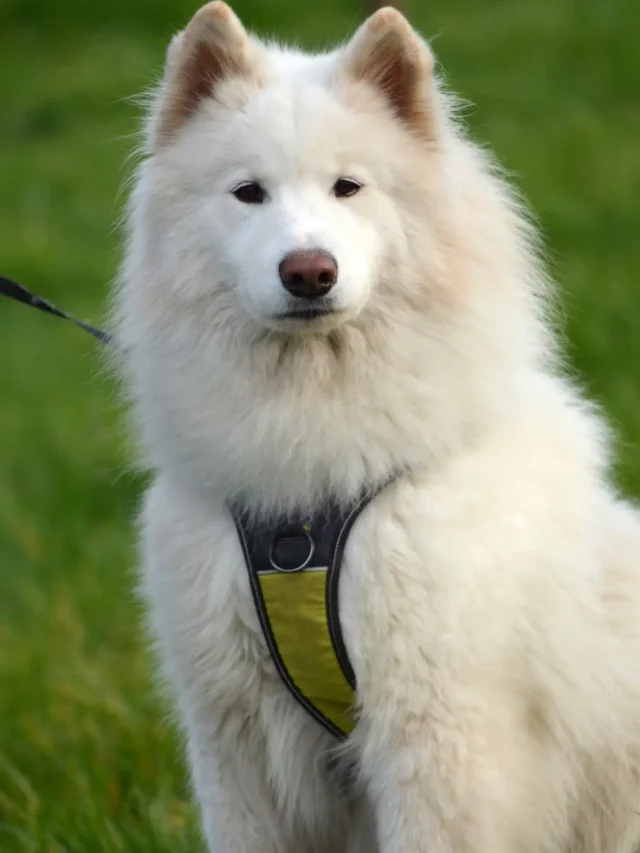 top-10-big-white-fluffy-dog-breeds-that-will-melt-your-heart-petearnest