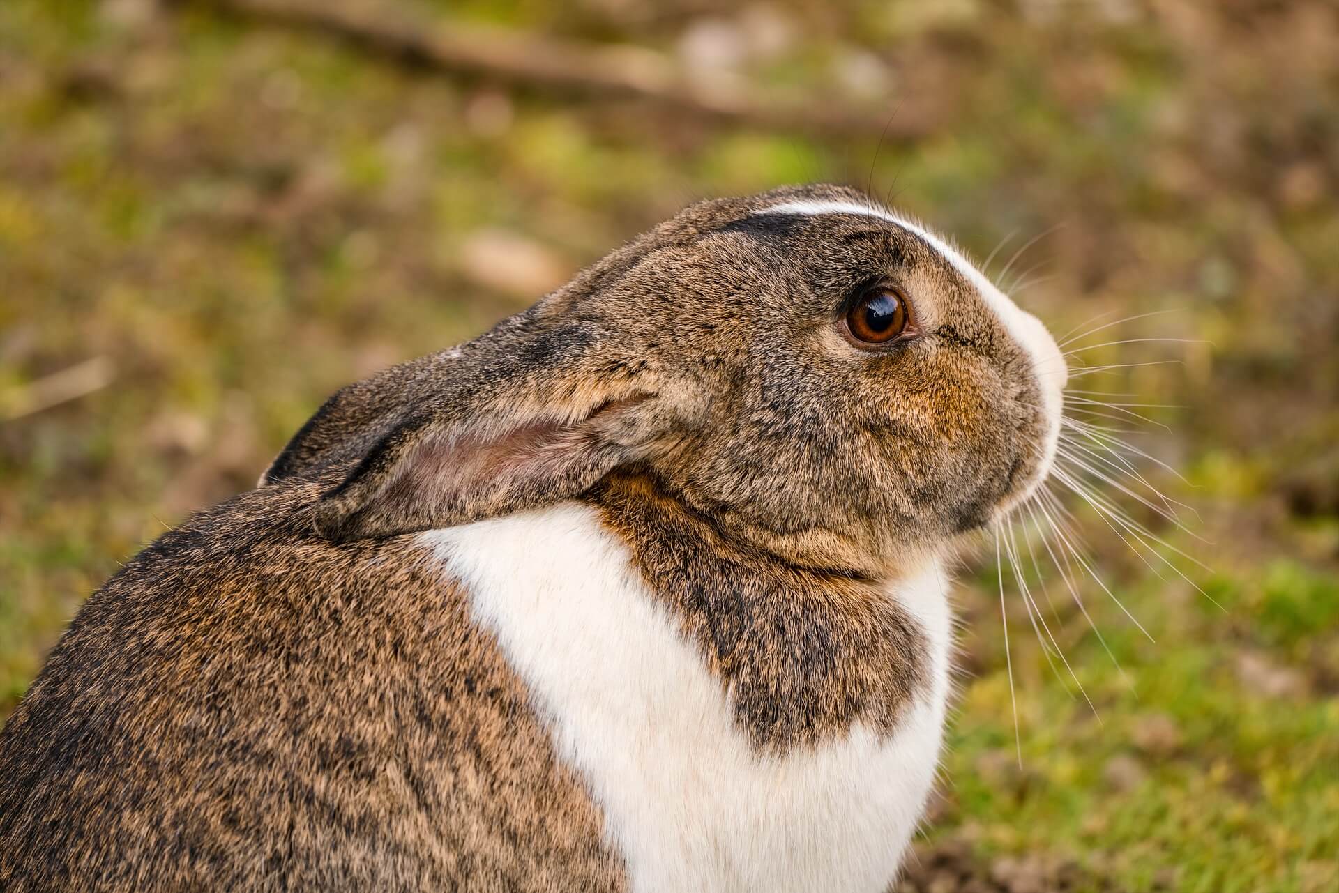 Rabbit Enrichment: Toys, Tunnels, and Activities for a Happy Bunny ...