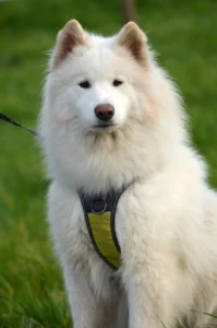 big white fluffy dog breeds