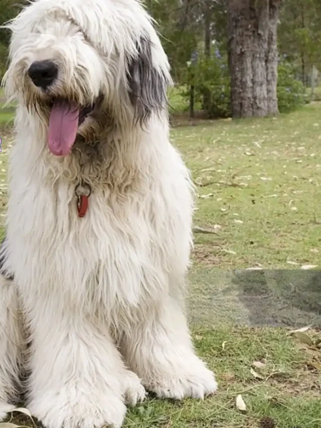 Budget Bliss or Buyer’s Remorse? Unveiling the Old English Sheepdog Cost: 5 Essential Factors for a Happy Investment!