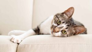 why do cats wag their tails while lying down?