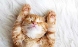 why do cats wag their tails while lying down?