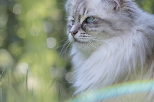 What do I need to know before getting a Siberian cat?