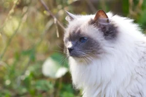 Are ragdoll cats hypoallergenic?